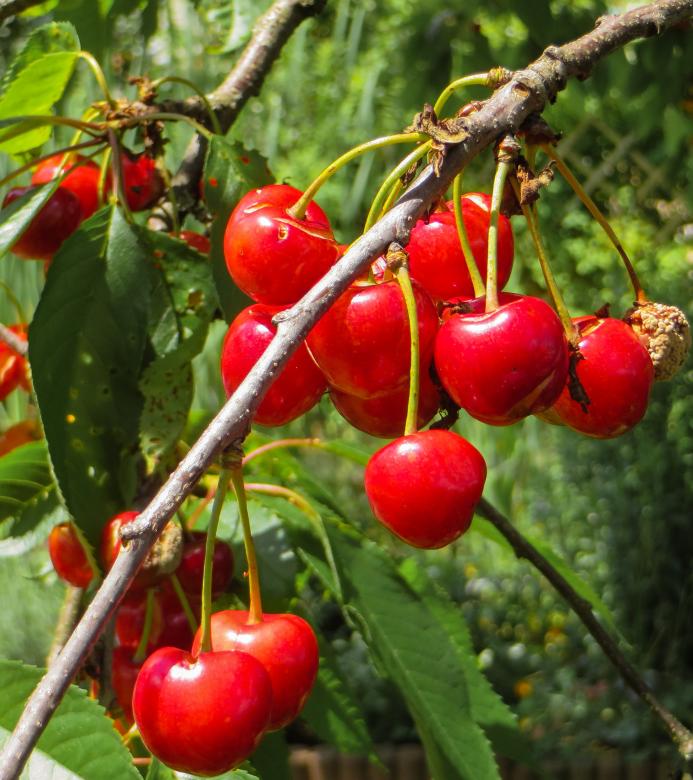 Free stock image of Fruit of Summer created by Pixabay