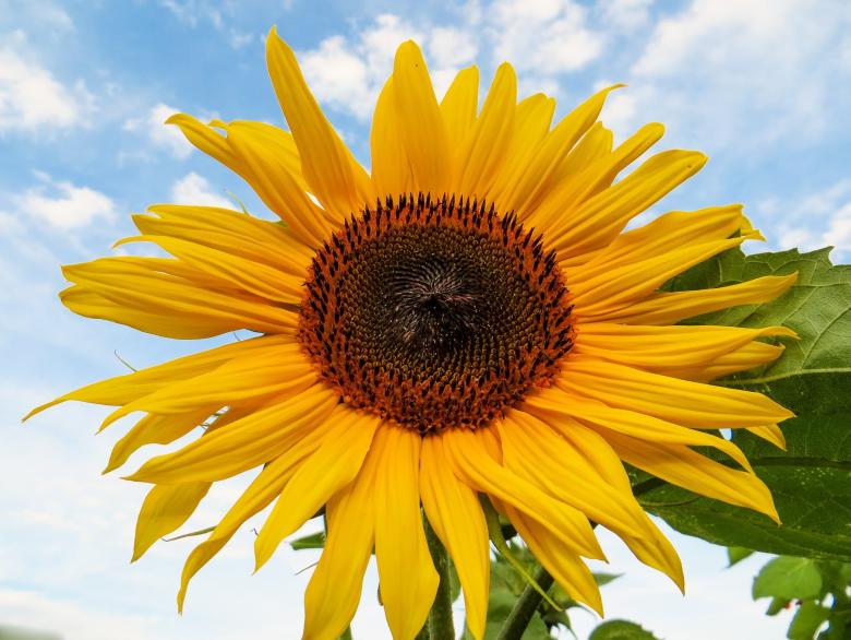 Free stock image of Sunflower created by Pixabay