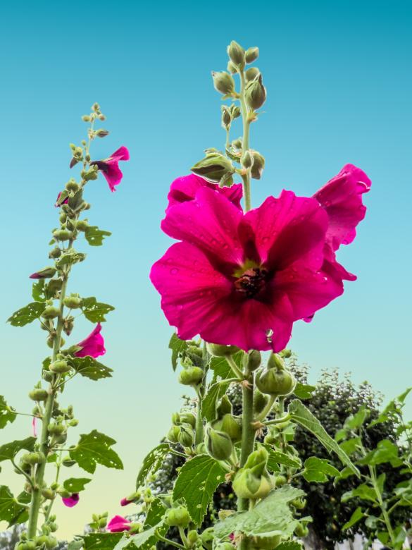 Free stock image of Fresh Flower created by Pixabay