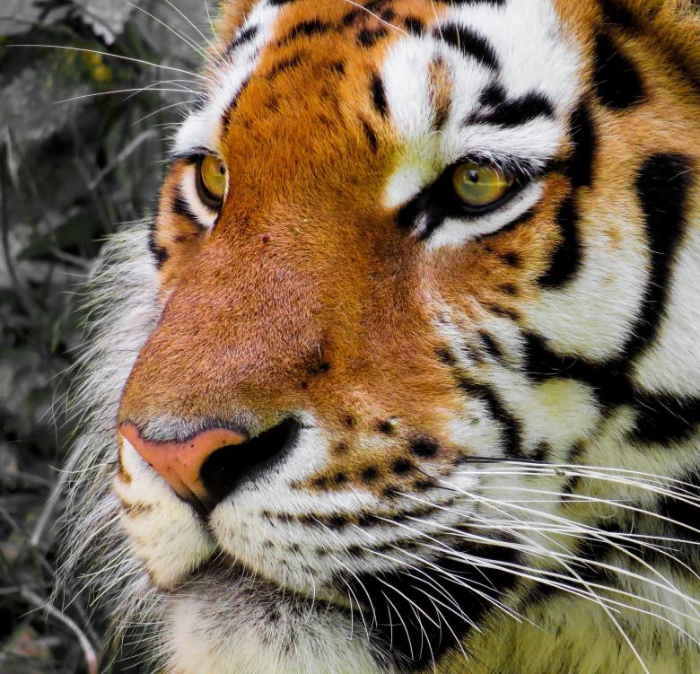 Free stock image of Bengal Tiger created by Pixabay