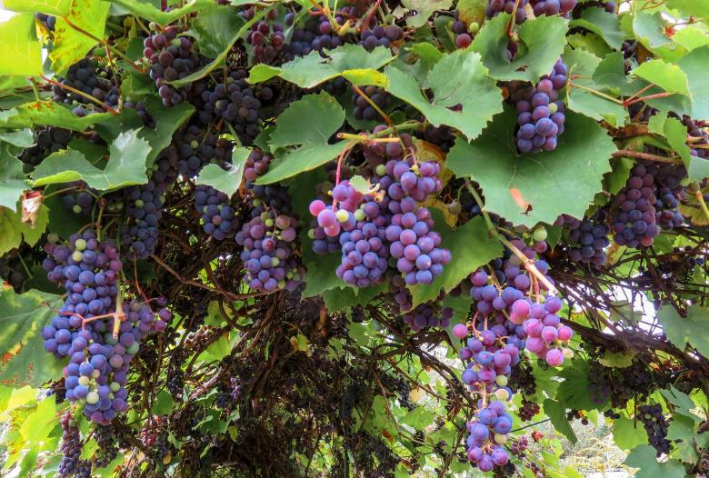 Free stock image of Autumn Fruit created by Pixabay