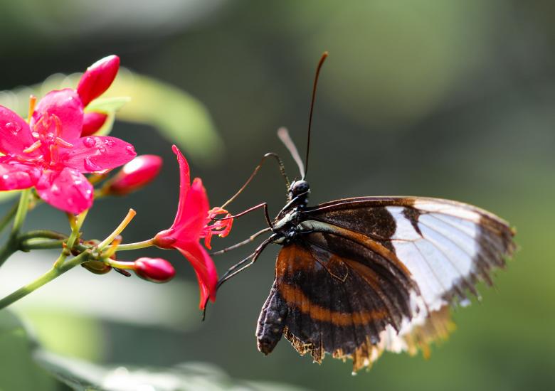 Free stock image of Butterfly in the Garden created by Pixabay