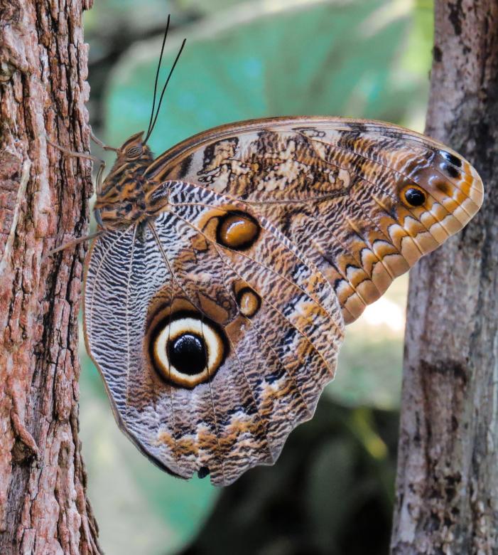 Free stock image of Wild Butterfly created by Pixabay