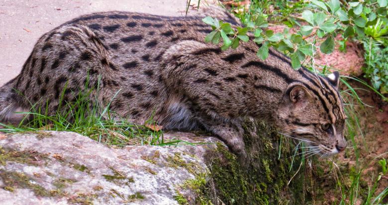 Free stock image of Wild Cat created by Pixabay