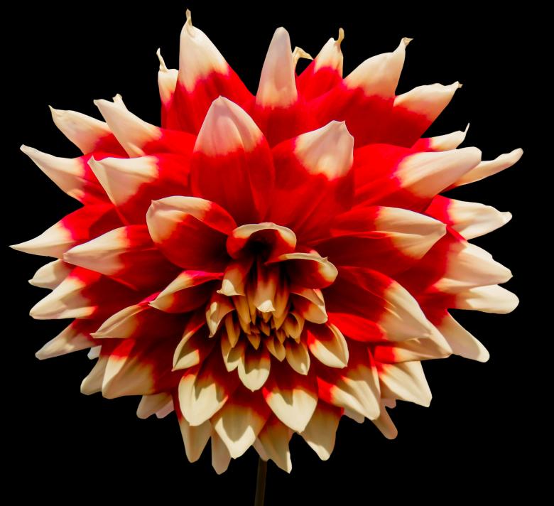 Free stock image of Fresh Dahlia created by Pixabay