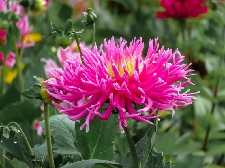 Free stock image of Blooming Flowers created by Pixabay