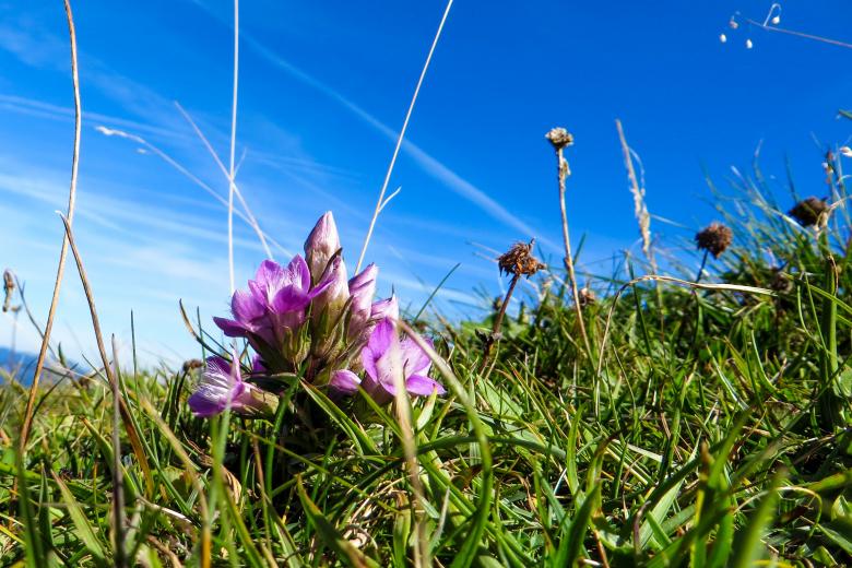 Free stock image of Fresh Flower created by Pixabay