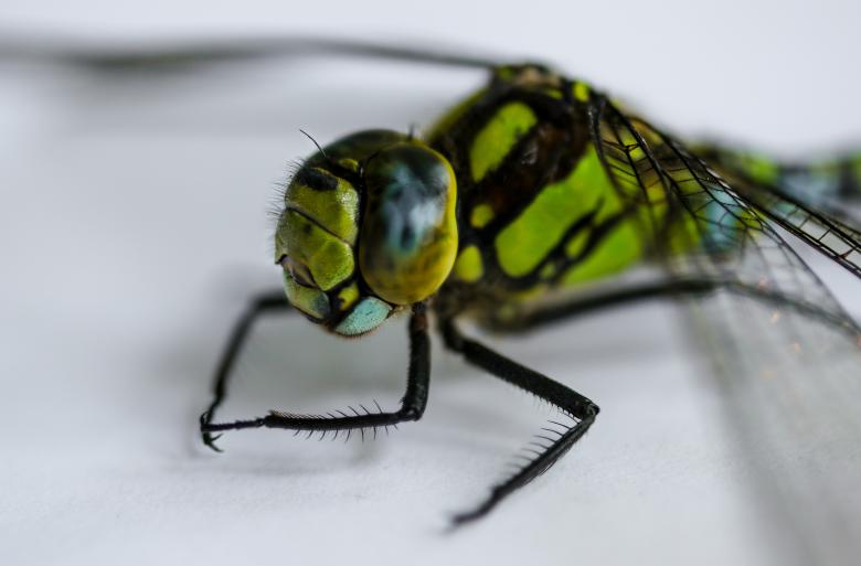 Free stock image of Fly Closeup created by Pixabay