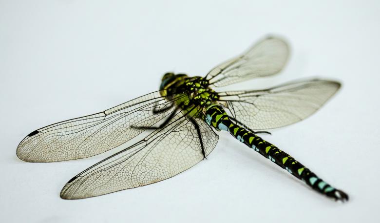 Free stock image of Wild Insect created by Pixabay