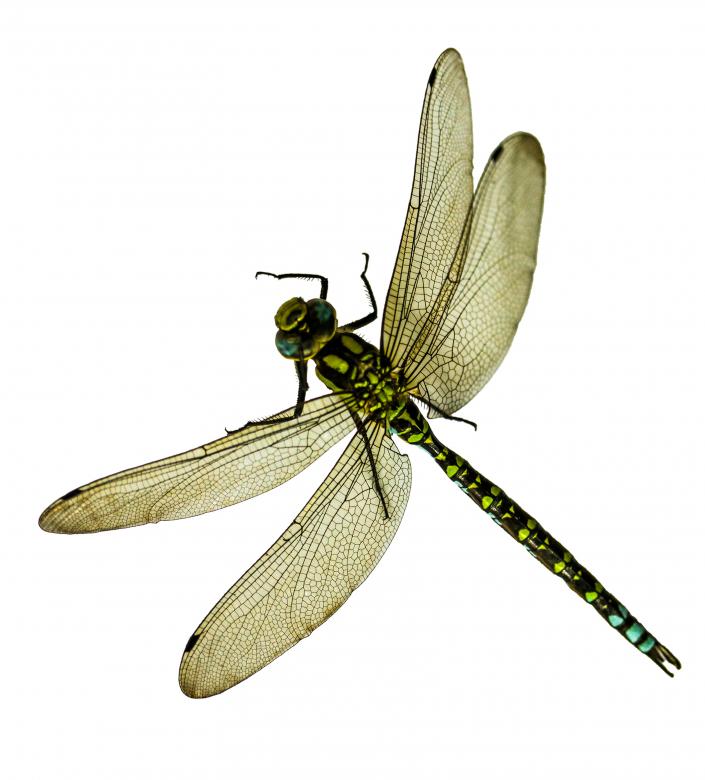 Free stock image of Wild Insect created by Pixabay