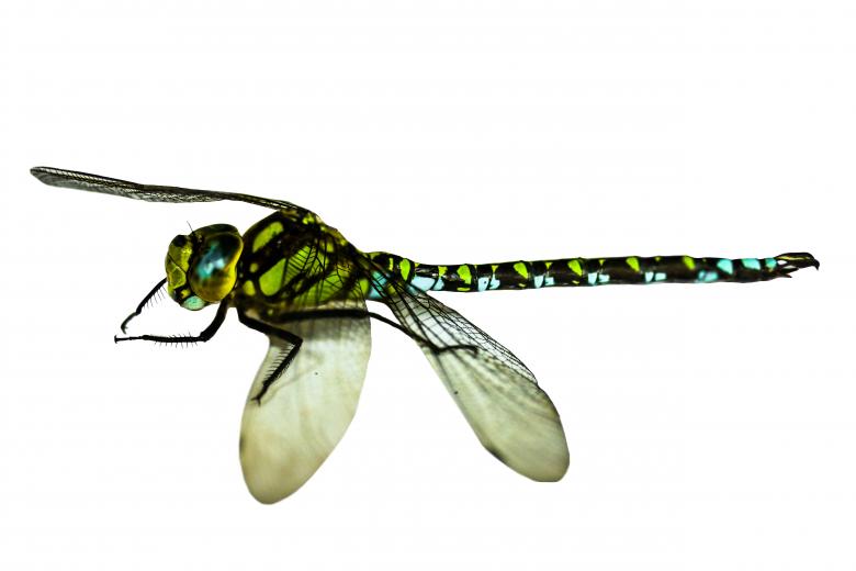 Free stock image of Wild Insect created by Pixabay