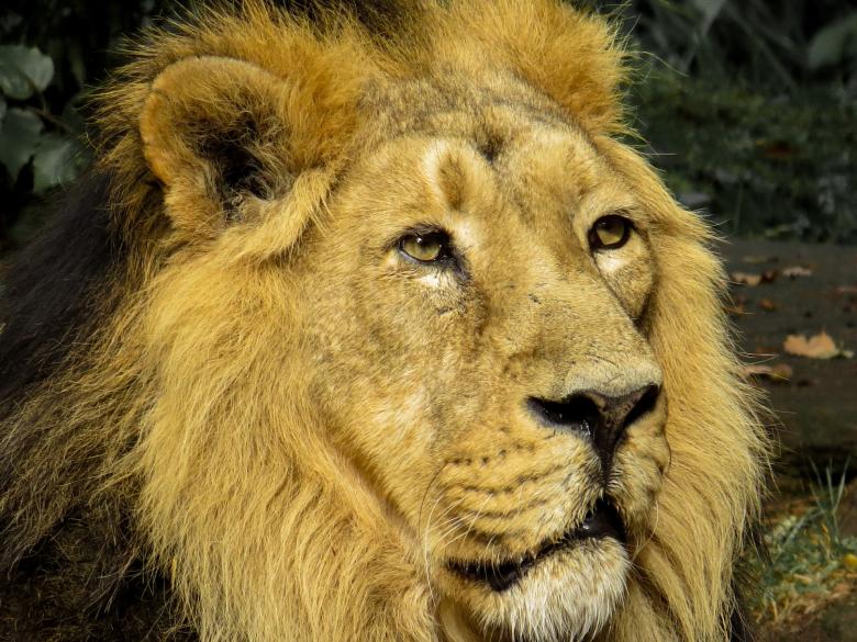 Free stock image of Lion in the Zoo created by Pixabay