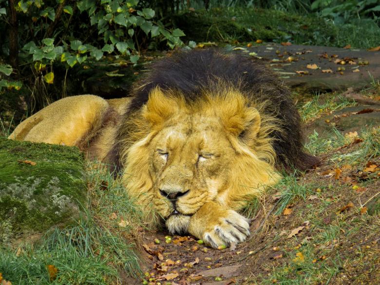 Free stock image of Wild Lion created by Pixabay