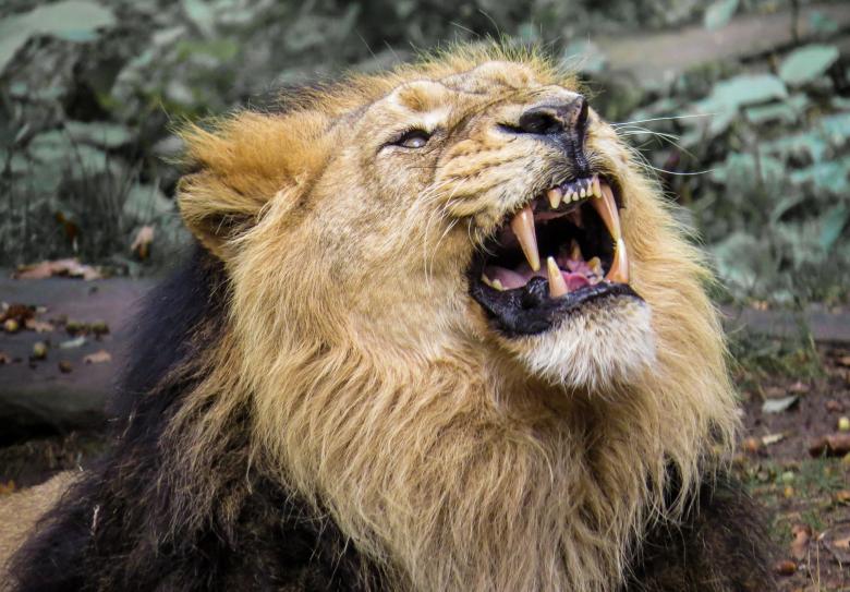 Free stock image of Wild Lion created by Pixabay