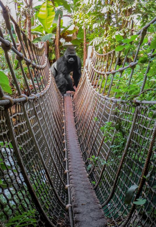 Free stock image of Gorilla on the Other Side created by Pixabay