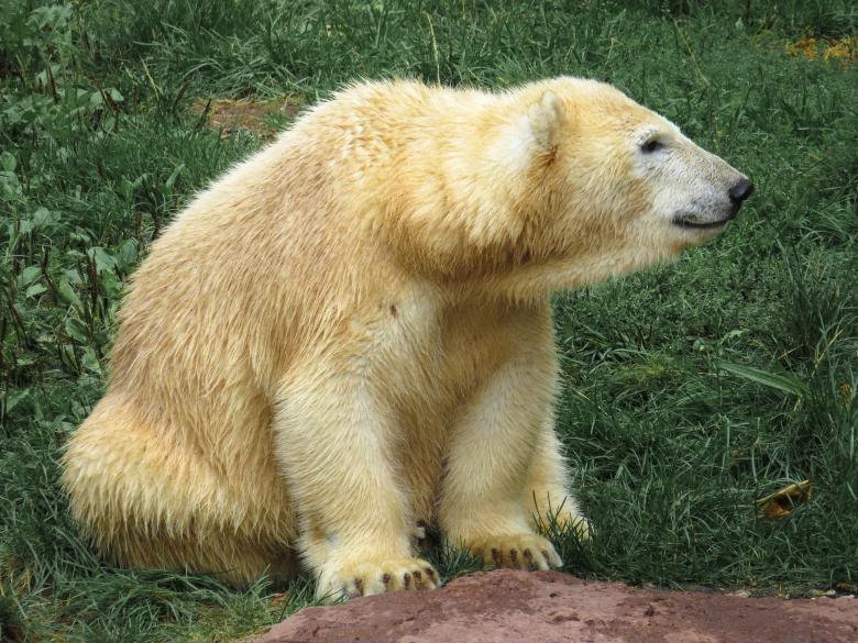 Free stock image of Polar Bear created by Pixabay