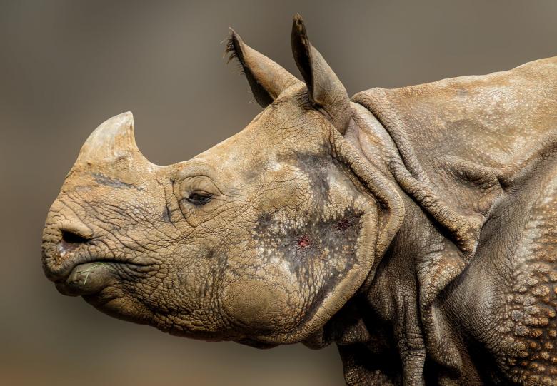 Free stock image of Rhino in the Zoo created by Pixabay