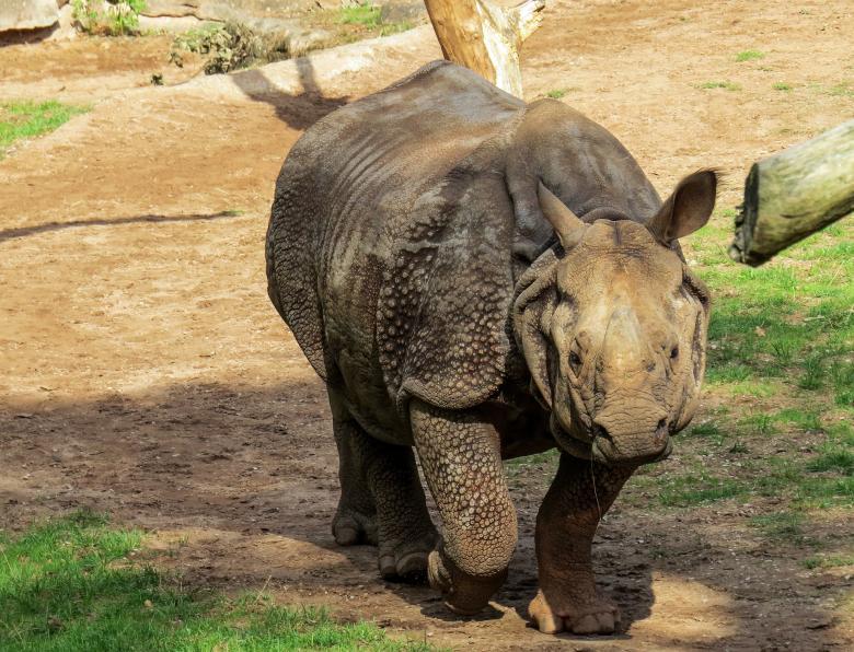 Free stock image of Rhino in the Zoo created by Pixabay