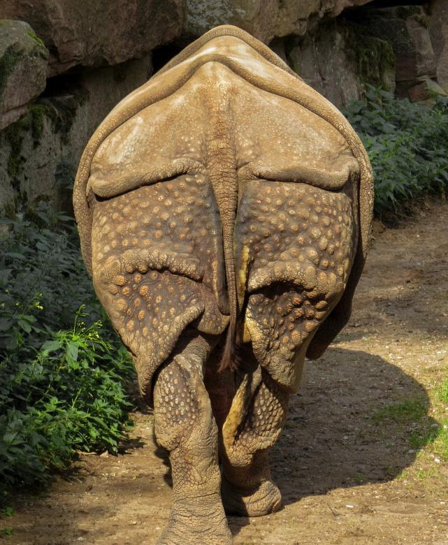 Free stock image of Rhino in the Zoo created by Pixabay