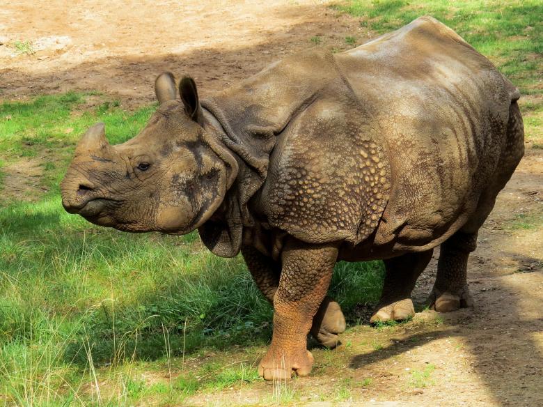 Free stock image of Rhino in the Zoo created by Pixabay