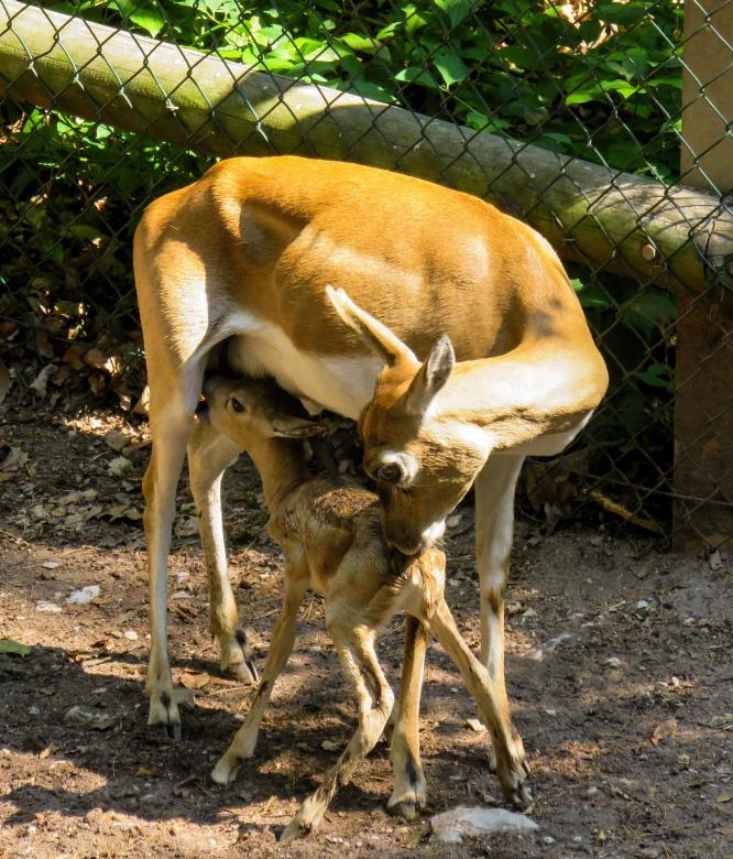 Free stock image of Roe Deer created by Pixabay