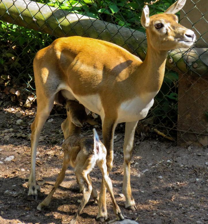 Free stock image of Roe Deer created by Pixabay