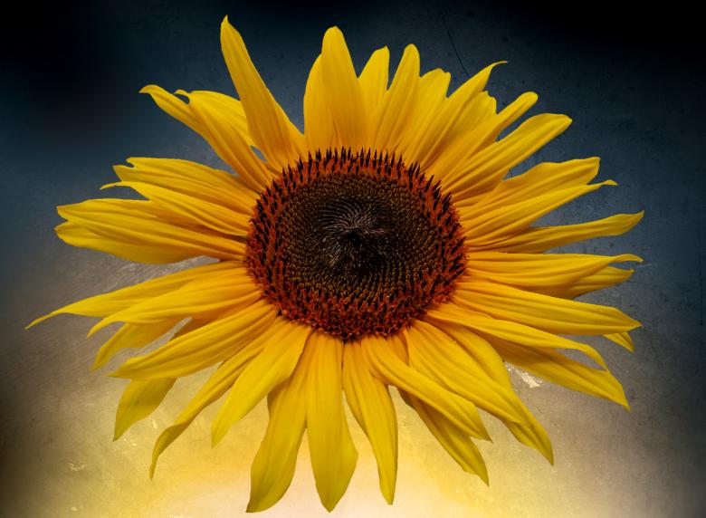 Free stock image of Blooming Sunflower created by Pixabay