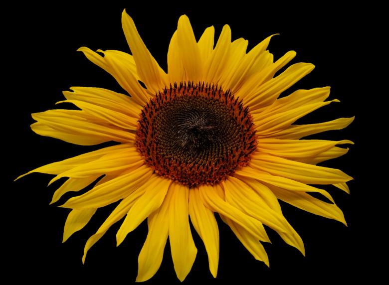 Free stock image of Fresh Sunflower created by Pixabay