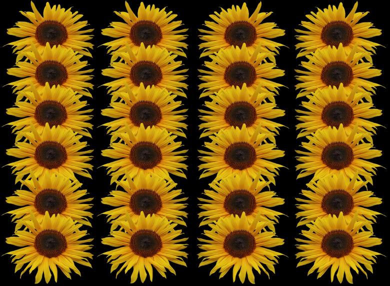 Free stock image of Fresh Sunflowers created by Pixabay