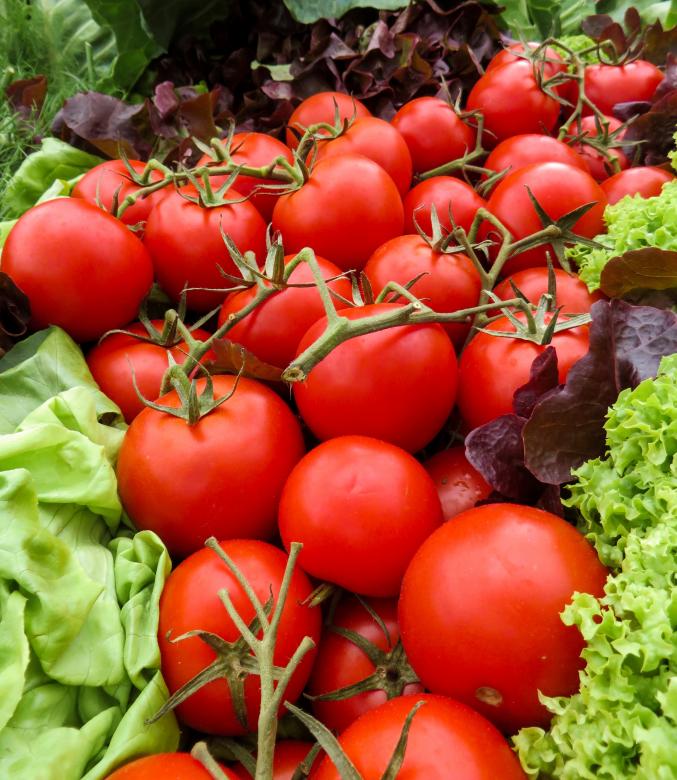 Free stock image of Fresh Tomatoes created by Pixabay