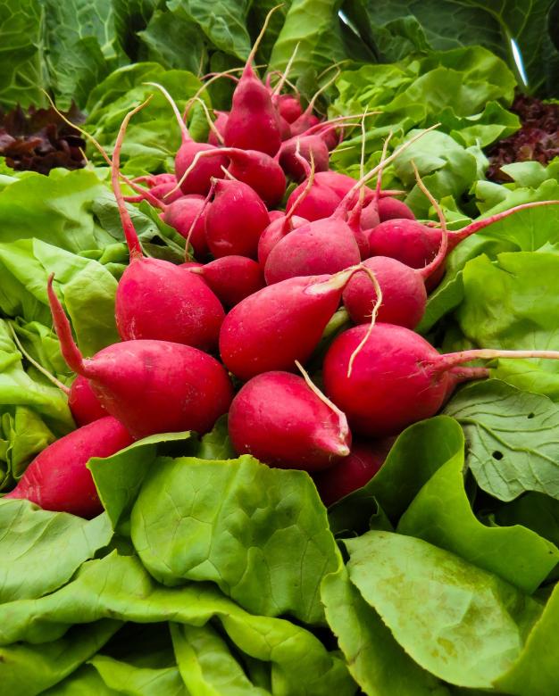 Free stock image of Fresh Vegetables created by Pixabay