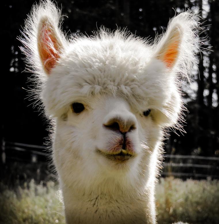 Free stock image of White Alpaca created by Pixabay
