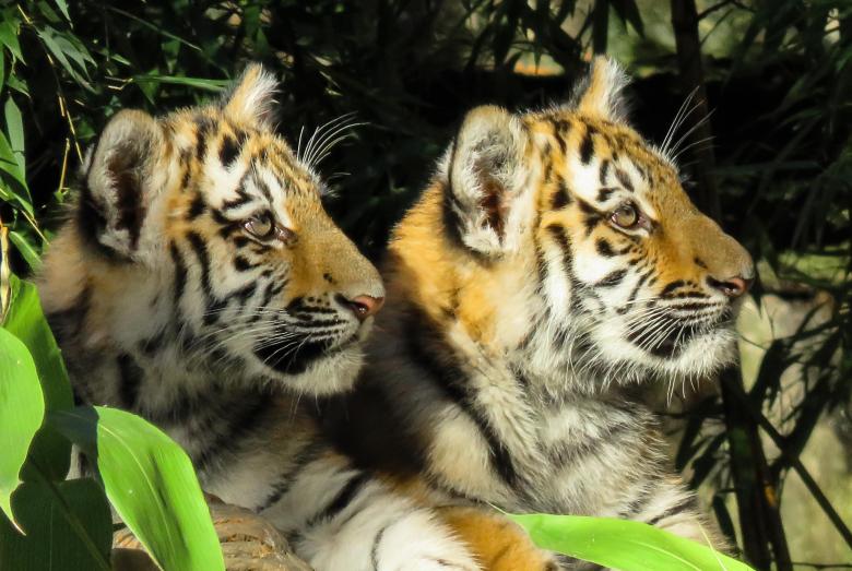 Free stock image of Bengal Tiger created by Pixabay
