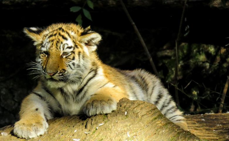 Free stock image of Bengal Tiger created by Pixabay