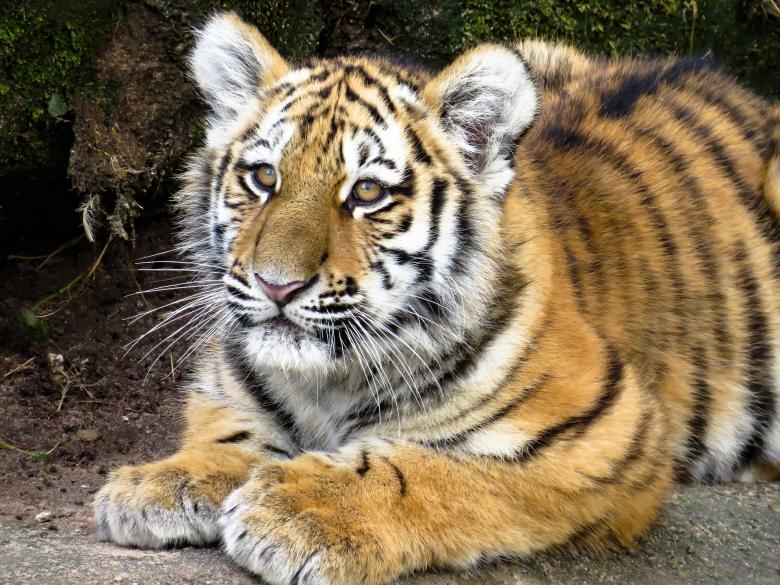 Free stock image of Bengal Tiger created by Pixabay
