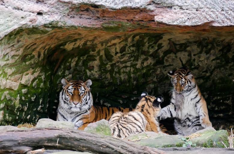 Free stock image of Bengal Tiger Family created by Pixabay