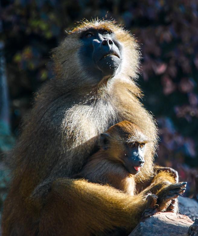 Free stock image of Wild Ape created by Pixabay