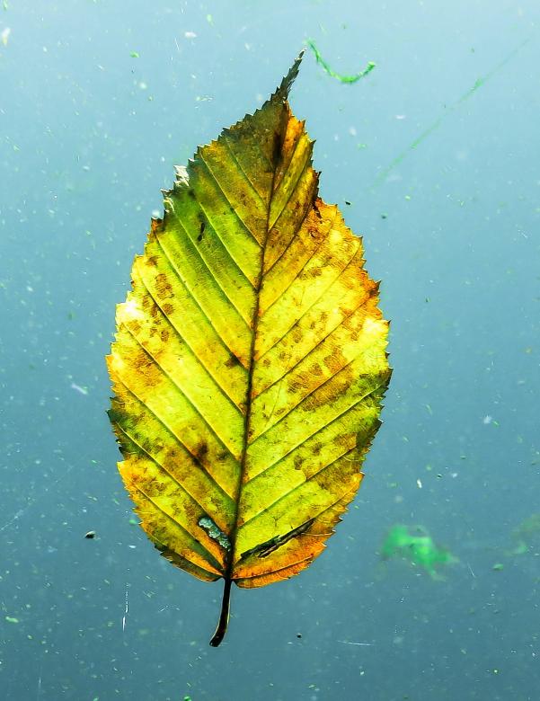 Free stock image of Fallen Leave created by Pixabay