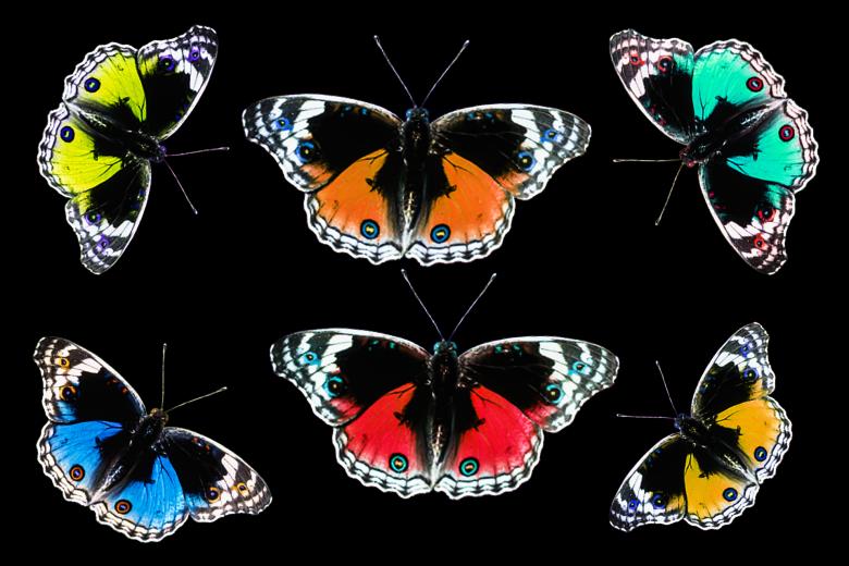 Free stock image of Butterflies on Paper created by Pixabay
