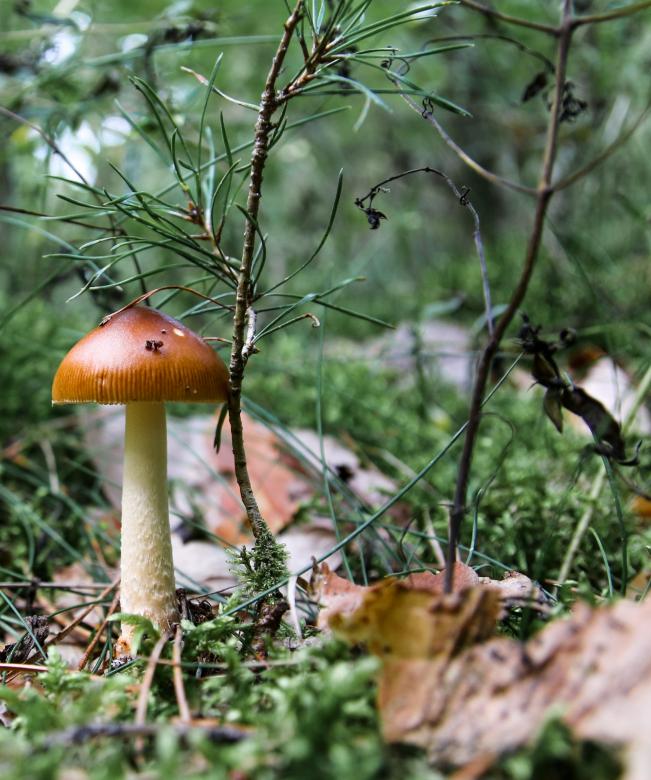 Free stock image of Wild Mushroom created by Pixabay