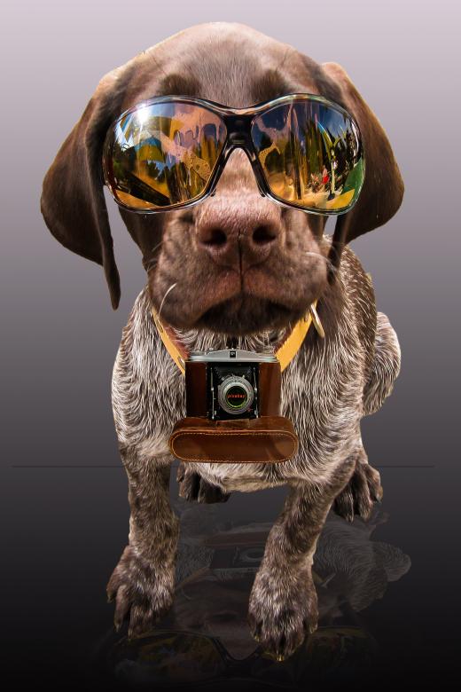 Free stock image of Dog with Shades created by Pixabay