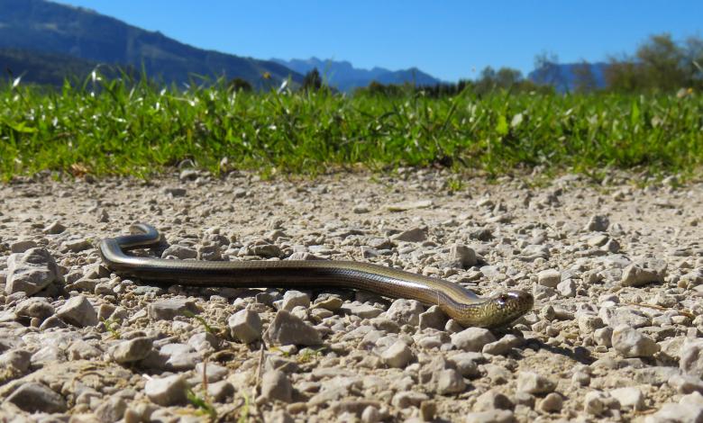 Free stock image of Snake in the Path created by Pixabay