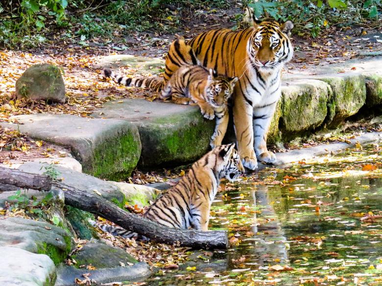 Free stock image of Bengal Tiger created by Pixabay