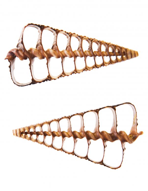Free stock image of Seashell  created by 2happy