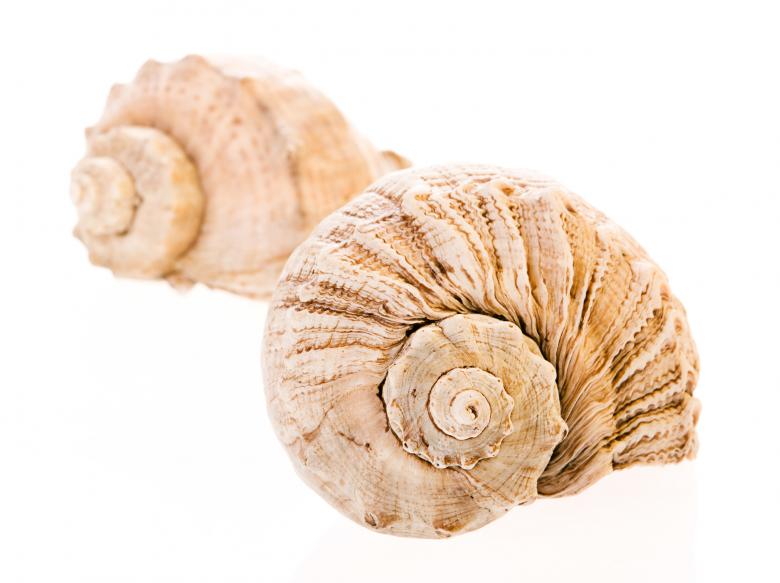 Free stock image of Seashell  created by 2happy