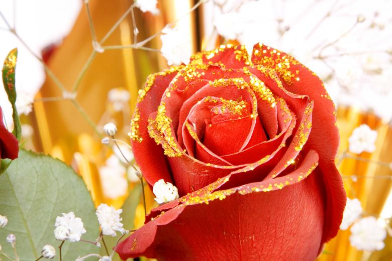 Free stock image of Rose  created by 2happy