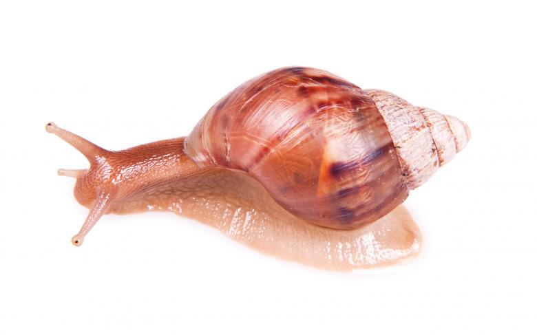 Free stock image of snail  created by 2happy