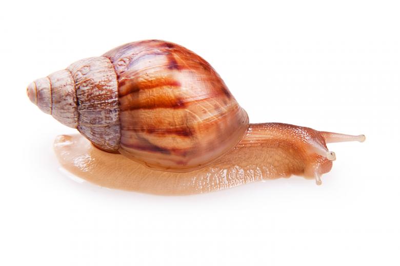 Free stock image of snail  created by 2happy
