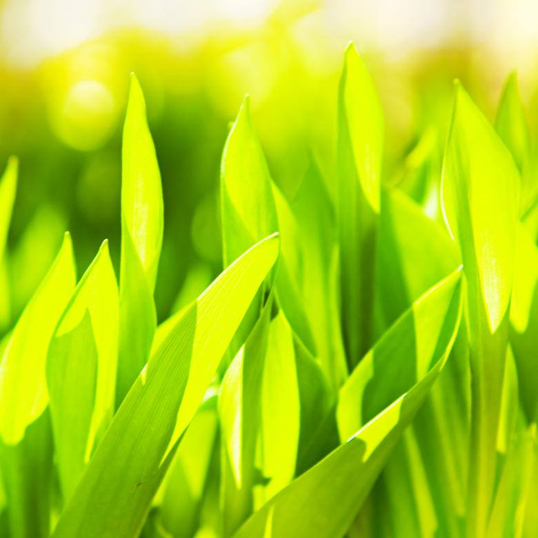 Free stock image of grass created by 2happy