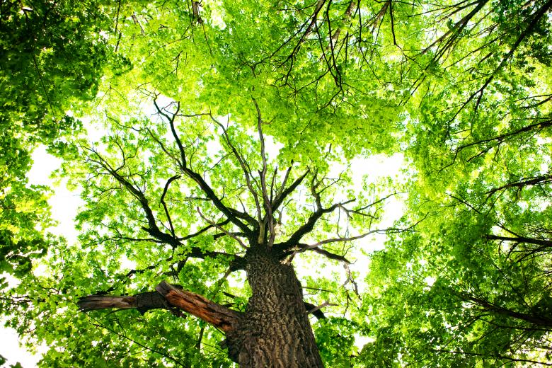 Free stock image of tree  created by 2happy